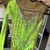 Second hand Leotards